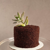 A round cake covered all over in ganache and chocolate crumbs. The top of the cake is decorated with a succulent.